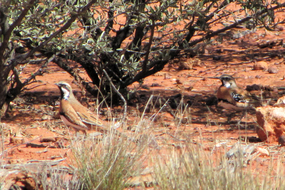 Chestnut-breasted Quail-thrush (Cinclosoma castaneothorax)